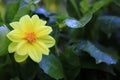Close up beautiful yellow flower on nature background in garden,Focus Single flower,Delicate beauty of close-up yellow flower