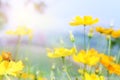 close up beautiful yellow flower and pink blue sky blur landscape natural outdoor background Royalty Free Stock Photo