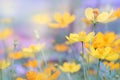 close up beautiful yellow flower and purple blue sky blur Royalty Free Stock Photo