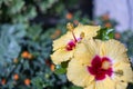 Close-up of beautiful yellow flowers