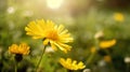 Close up of beautiful yellow flowers blur nature background. Generative Ai