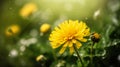 Close up of beautiful yellow flowers blur nature background. Generative Ai