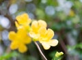 Beautiful yellow flowers with green leaves against summer blue s Royalty Free Stock Photo