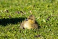 Beautiful yellow fluffy greylag goose baby gosling in spring, Anser anser Royalty Free Stock Photo