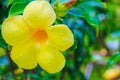 Close-up beautiful yellow hibiscus flower Royalty Free Stock Photo