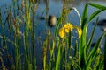 Close-up of beautiful yellow iris and other plants on the river early in the morning. Concept of seasons, the Royalty Free Stock Photo