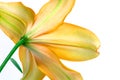 Beautiful yellow lily flower on white background Royalty Free Stock Photo