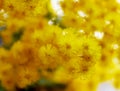 Close up beautiful yellow Mimosa flower in japannese garden Royalty Free Stock Photo