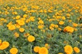 Close up of beautiful yellow orange colored Marigold flower bed. Royalty Free Stock Photo