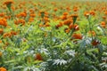 Close up of beautiful yellow orange colored Marigold flower bed. Royalty Free Stock Photo