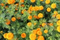 Close up of beautiful yellow orange colored Marigold flower bed. Royalty Free Stock Photo