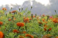 Close up of beautiful yellow orange colored Marigold flower bed. Royalty Free Stock Photo