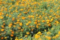 Close up of beautiful yellow orange colored Marigold flower bed. Royalty Free Stock Photo