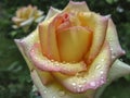 Close-up of beautiful yellow orange with red rose Ambiance. Petals are covered with raindrops Royalty Free Stock Photo