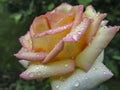 Close-up of beautiful yellow orange with red rose Ambiance. Petals are covered with raindrops or morning dew against the backgroun Royalty Free Stock Photo