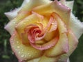 Close-up of beautiful yellow orange with red rose Ambiance. Petals are covered with raindrops Royalty Free Stock Photo