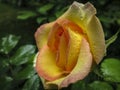 Close-up of beautiful yellow orange with red rose Ambiance. Petals are covered with raindrops or morning dew Royalty Free Stock Photo