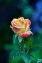 Close-up of beautiful yellow orange with red rose Ambiance. Petals are covered with raindrops or morning dew. Selective focus Royalty Free Stock Photo