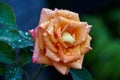 Close-up of beautiful yellow orange with red rose Ambiance. Petals are covered with raindrops or morning dew. Selective focus Royalty Free Stock Photo