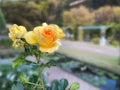 Close-up beautiful yellow - orange rose flower, holiday happy birthday card Royalty Free Stock Photo