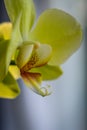 Close up of beautiful yellow orchid flower backlit on soft background. Royalty Free Stock Photo