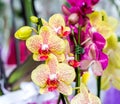 Close-up of yellow orchid Phalaenopsis Cleopatra with red spots Royalty Free Stock Photo