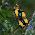 Close up of beautiful  yellow pansy junonia hierta butterfly Royalty Free Stock Photo