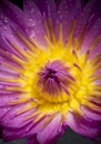 Close-up of beautiful yellow pollen of a single purple lotus flower. Vibrant purple water lily blossoms with water droplets after Royalty Free Stock Photo