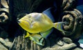 Close up of a beautiful yellow Queen Triggerfish Royalty Free Stock Photo