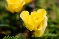 Close up of beautiful yellow rose flower Royalty Free Stock Photo