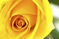 Close up of beautiful yellow rose Royalty Free Stock Photo