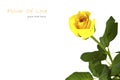 Close up of beautiful yellow rose Royalty Free Stock Photo