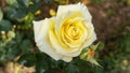 Close up beautiful yellow rose flower in bloom Royalty Free Stock Photo