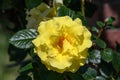 Close up of a beautiful yellow rose flower in a garden in sunny summer day, soft focus Royalty Free Stock Photo