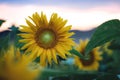 Close up of beautiful yellow sunflower blooming in farm during sunset Royalty Free Stock Photo