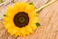 Close-up of beautiful yellow sunflower blossom on old rustic wooden table Royalty Free Stock Photo