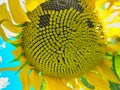 Close up beautiful yellow sunflower. Blue sky with white clouds and green background