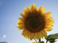 Close-up of a beautiful yellow sunflower flower against a blue sky with small white clouds, there is space for text Royalty Free Stock Photo
