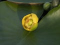 Close-up of a beautiful yellow water lily bud with large leaves Royalty Free Stock Photo