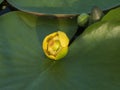 Close-up of a beautiful yellow water lily bud with large leaves Royalty Free Stock Photo