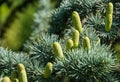 Close-up of beautiful yellowish green male cones on branches of Blue Atlas Cedar Cedrus Atlantica Glauca tree with blue needles Royalty Free Stock Photo