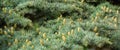 Close-up of beautiful yellowish green male cones on branches of Blue Atlas Cedar Cedrus Atlantica Glauca tree Royalty Free Stock Photo
