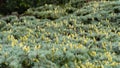 Close-up of beautiful yellowish green male cones on branches of Blue Atlas Cedar Cedrus Atlantica Glauca tree Royalty Free Stock Photo