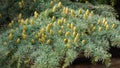 Close-up of beautiful yellowish green male cones on branches of Blue Atlas Cedar Cedrus Atlantica Glauca tree Royalty Free Stock Photo