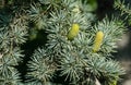 Close-up of beautiful yellowish green male cones on branches of Blue Atlas Cedar Cedrus Atlantica Glauca tree with blue needles Royalty Free Stock Photo