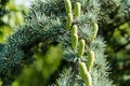 Close-up of beautiful yellowish green male cones on branches of Blue Atlas Cedar Cedrus Atlantica Glauca tree with blue needles Royalty Free Stock Photo