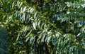 Close-up of beautiful young leaves Eucalyptus gunnii Cider gum in city public park `Krasnodar` or `Galitsky park`.