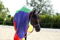 Close Up of a beautiful young saddle horse during training Royalty Free Stock Photo