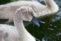 The close-up of the beautiful young swan eating the algae Royalty Free Stock Photo