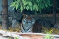 Close-up of a beautiful young tiger. Wildlife.